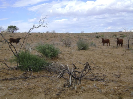 Cows grazing near Wild Horse Canyon Road, Mojave National Preserve