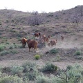 The cow leaves the road to join his family and they all rush off into the sagebrush