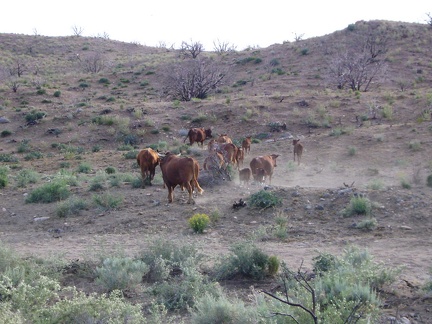 The cow leaves the road to join his family and they all rush off into the sagebrush