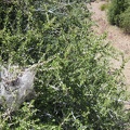 Insect webs (caterpillars?) on a Desert almond bush near my tent