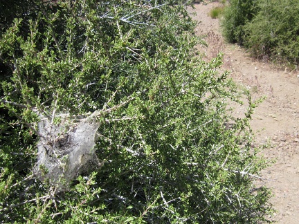 Insect webs (caterpillars?) on a Desert almond bush near my tent