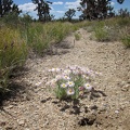 A few Mojave asters are still blooming in this joshua-tree forest