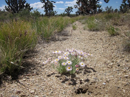 A few Mojave asters are still blooming in this joshua-tree forest