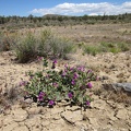 I reach another dry reservoir with a Desert four o'clock blooming on the "shoreline"