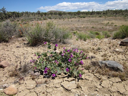 I reach another dry reservoir with a Desert four o'clock blooming on the "shoreline"