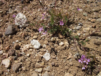 I've seen these tiny pink flowers so many times, but can't remember what they are