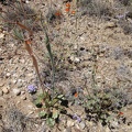 Miniature high-Mojave flower garden