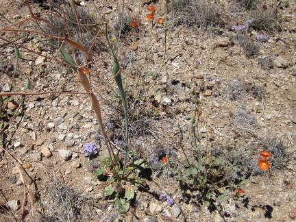 Miniature high-Mojave flower garden