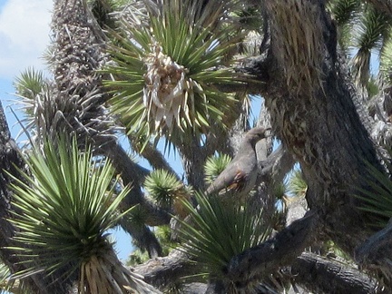 I start walking up a wash away from the dry reservoir and inadvertently scare a few quail into a joshua tree