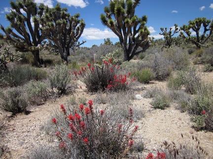 Does one ever see enough scarlet Indian paintbrush while hiking in the Mojave Desert?