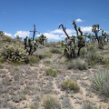 The drainage wash has fizzled out and I find my self hiking uphill and cross-country amidst some gangly joshua trees
