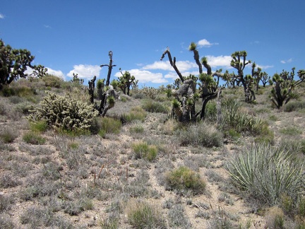 The drainage wash has fizzled out and I find my self hiking uphill and cross-country amidst some gangly joshua trees