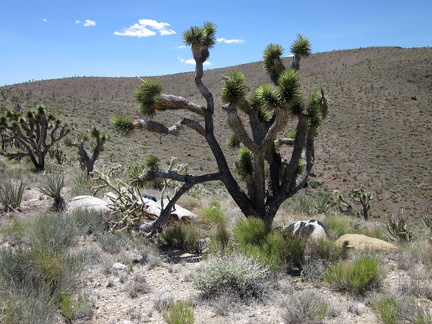 From this overlook above Ivanpah Valley, I'll hike to my left a bit to avoid the gulley, then to the right up the big hill