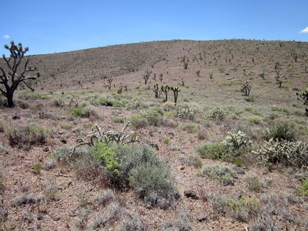 When I reach the base of the higher hill ahead overlooking Ivanpah Valley, it doesn't look like it will be as steep as expected