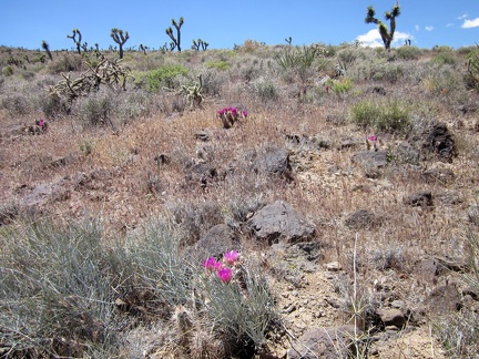 Climbing this hill toward the Bathtub Spring Cliffs requires some care to avoid the rocks and ground-hugging cacti