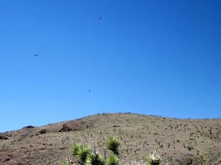 On my way down to Bathtub Spring, I look back to hear several noisy hawks hovering in the sky