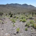 I walk a short distance down the old road that leads away from Bathtub Spring to meet the old Ivanpah railway grade