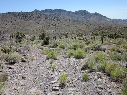 I walk a short distance down the old road that leads away from Bathtub Spring to meet the old Ivanpah railway grade