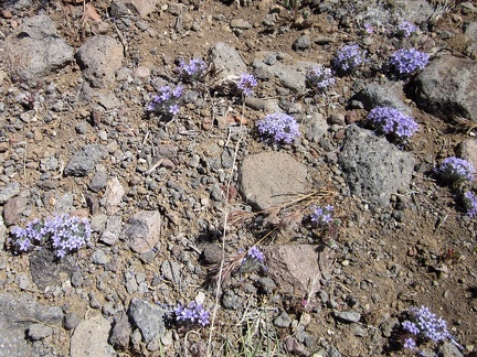 I pass a patch of those tiny purple flowers I've been seeing occasionally