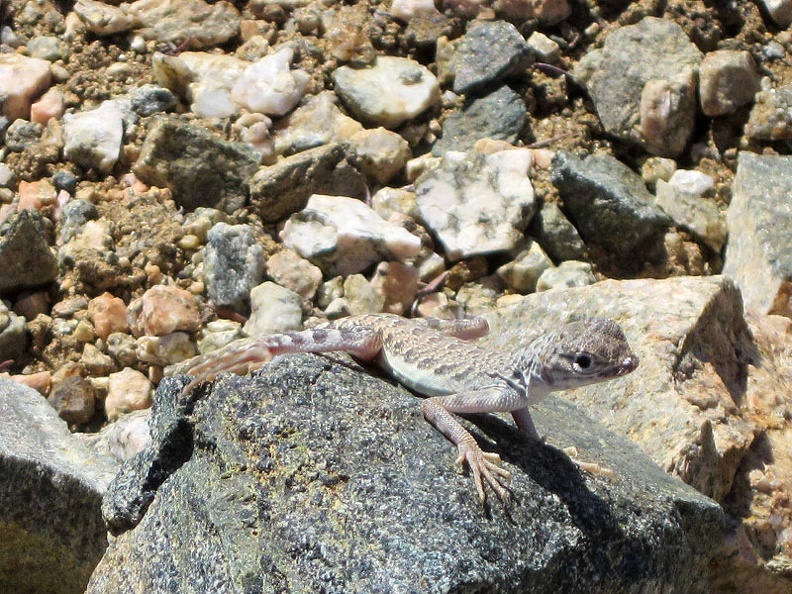 3405-lizard.jpg