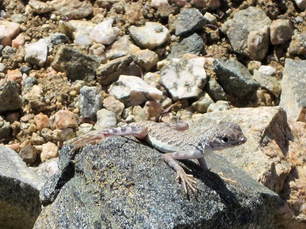 I've seen a lot of lizards scurrying around today, and finally I manage to photograph one!