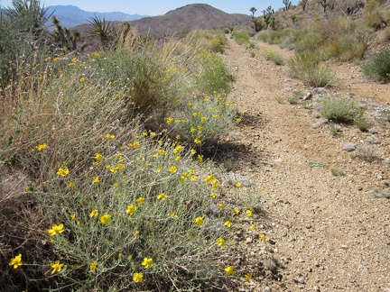 Vegetation is slowly encroaching on the old Ivanpah railway grade