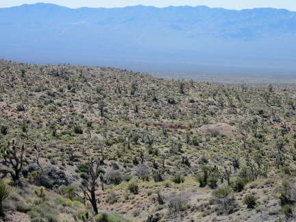 On some stretches of the abandoned Ivanpah railway grade are good views into the old Vanderbilt mining district