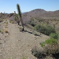 After a fun, level half hour on the old Ivanpah railway, it's time to climb down and hike cross-country over to Willow Wash