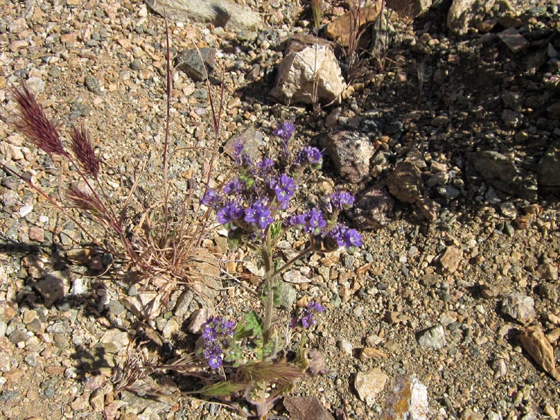 Purple phacelia flowers (Desert canterbury bells) as I approach Willow Wash