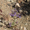 Purple phacelia flowers (Desert canterbury bells) as I approach Willow Wash