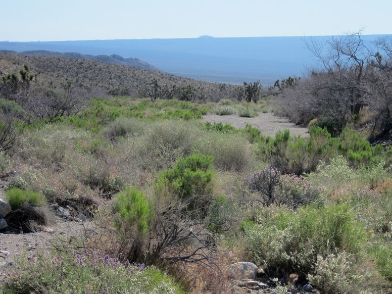 As I slowly gain altitude in Willow Wash, I turn back for a view across Ivanpah Valley to the blue curvature of Cima Dome