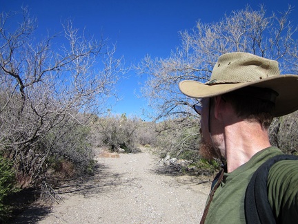 I pass through a grove of Desert willows (Chilopsis linearis), which is likely what Willow Wash is named after