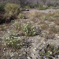 Pincushion flowers and a few phacelias grow near the old corral in Willow Wash