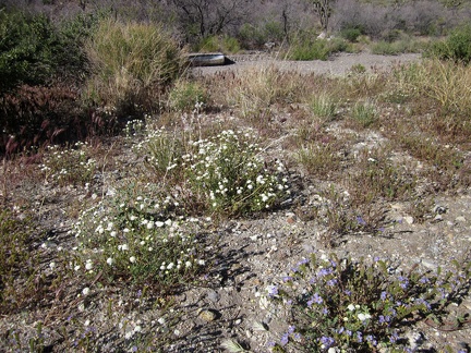 Pincushion flowers and a few phacelias grow near the old corral in Willow Wash