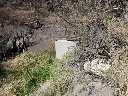 After a bit of searching, I locate what I believe is Willow Spring, in a grassy area shaded by nearly leafless Desert willows