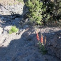 A brilliant penstemon manages to grow in the rocks here above Willow Wash; there's barely any soil here!