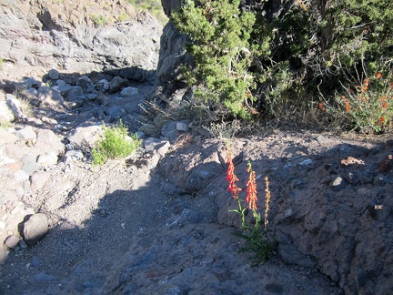 A brilliant penstemon manages to grow in the rocks here above Willow Wash; there's barely any soil here!