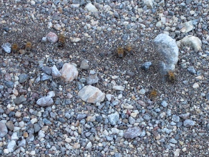 It's not quite a seep, but there's enough residual moisture to attract bees at this spot in the drainage above Willow Wash