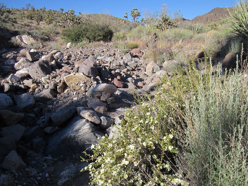 A few Cliff roses bloom in the rocky drainage leading up out of Willow Wash