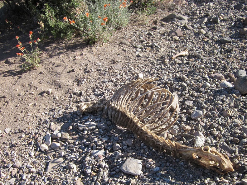 I come across a rather fresh skeleton here above Willow Wash