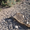 I come across a rather fresh skeleton here above Willow Wash