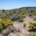 Lots of bright yellow flowers near the lower part of Gold Valley Mine Road
