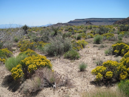 Lots of bright yellow flowers near the lower part of Gold Valley Mine Road