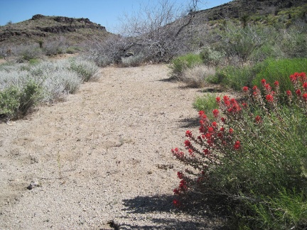 Indian paintbrush blooming in Woods Wash