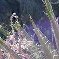 Yucca spines