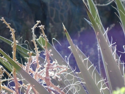 Yucca spines