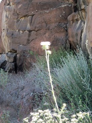 White thistle growing in Woods Wash