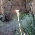 White thistle growing in Woods Wash