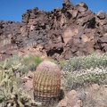 Barrel cactus, cholla cactus, and white buckwheat blossoms in Woods Wash