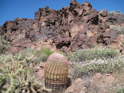 Barrel cactus, cholla cactus, and white buckwheat blossoms in Woods Wash